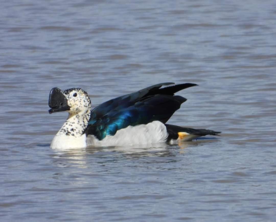 Hippo Water Front Lodge Mbombela Buitenkant foto