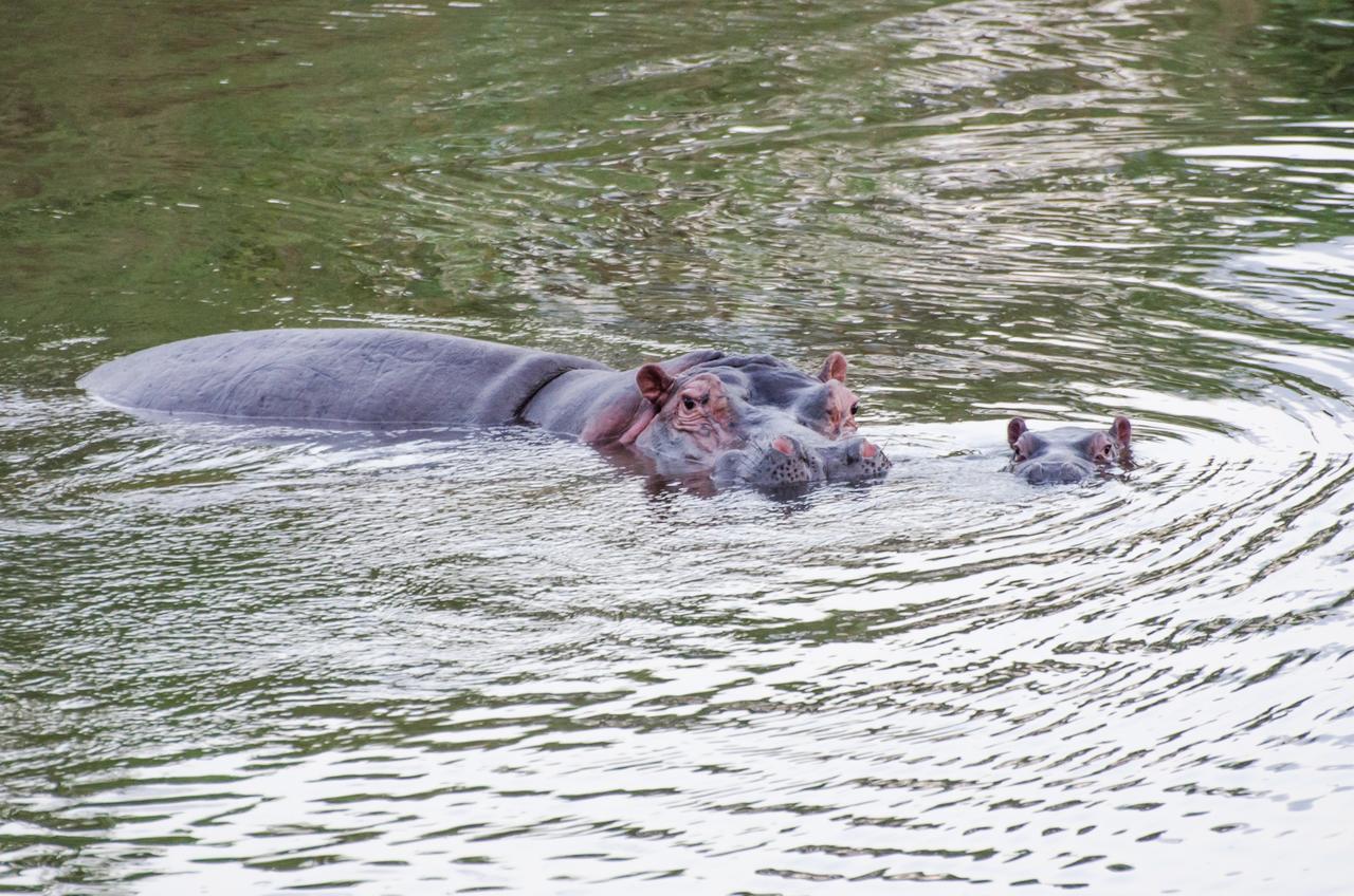 Hippo Water Front Lodge Mbombela Buitenkant foto